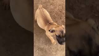 Boerboel puppy #dogshorts #dogs #puppy