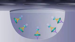 Principle of ELISA