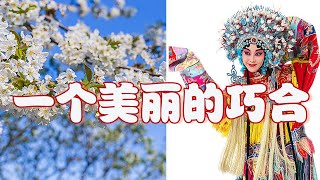 春天千亩梨花盛开是什么景象？“梨园”代指戏曲竟源于中国古代一个美丽的巧合？