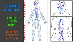 Venous Anatomy of the human body | Anatomy made easy