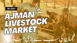 Ajman Live Stock Market | Goats and Sheeps Markets in Ajman | My Day