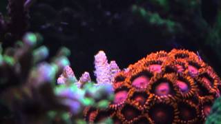 Reef tank video LEDs only