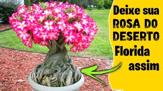 como cuidar da rosa do deserto/Sua rosa do deserto vai florir muito com essas dicas