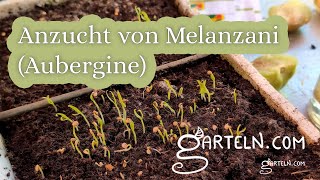 Anzucht von Melanzani (Aubergine) - Dass solltest du beachten