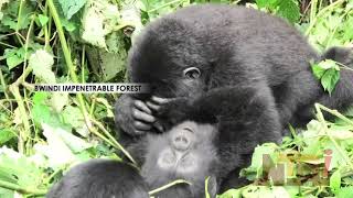 BWINDI IMPENETRABLE FOREST