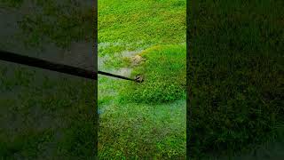 Popping lawn bubbles from #hurricaneDebby #Debby #satisfying, #satisfyingvideo #Hurricane