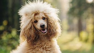 POODLE BARKING - POODLE HOWLING AND BARKING COMPILATION 2016