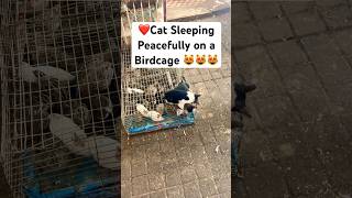 Cats’ Secret Nap Spot: Watch This Adorable Moment on a Birdcage!