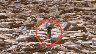 NASA Mars Rover Captured The Clearest Image Of LIFE On Mars EVER! Sol 1163