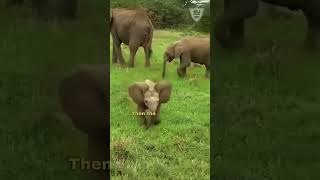 Baby Elephant's Failed Attempt to Scare Tourists | Hilarious Video