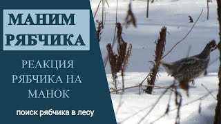 Маним рябчика.  Поиск рябчика в лесу.