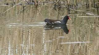 #wuhletal 07.04.24 #nature #animals #birds