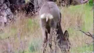 EL DUENDE DEL BOSQUE EN ALÍA GEOPARQUE Villuercas Ibores jara