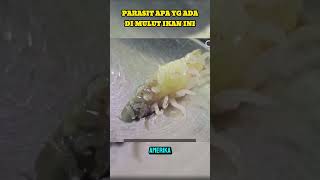 IKAN PARASIT #ikan #rekapcerita #kisahmistis #beritaterkini #alur #mancing #ceritaaneh