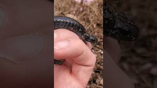 Found Me a Blue Spotted Sally Mander 💙 🦎 #nature #herping #salamander