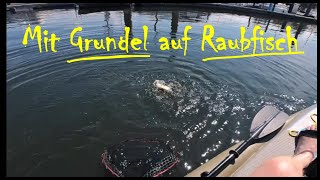 Mit Grundel auf Raubfische