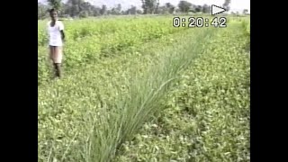 Karnataka, India - Contour cultivation and Vetiver key lines. Their impact in a drought year (1987).