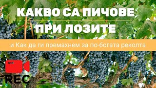 “Пичове” по лозите! Грижа за лозето за по-богата реколта!