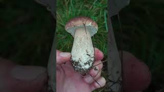 Mushroom Hunting #shorts #mushrooms #forest #foraging #boletusedulis #funghiporcini #fungi #cep