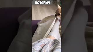 Новая команда - укрой ножки😍 СМЕШНЫЕ ЖИВОТНЫЕ😹😻👍#39