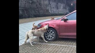 Animals Are Mean Sometimes 15  - Dogs Bite Cars