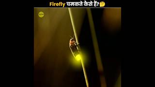 आखिर Firefly (जुगनू) चमकते कैसे हैं? 🤔 | How Firefly Glows | The Fact | #shorts #ytshorts