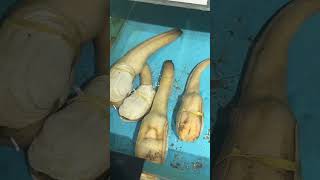 Geoduck #geoduck