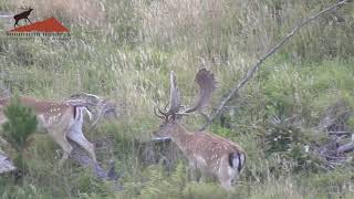 Fallow Buck hunting