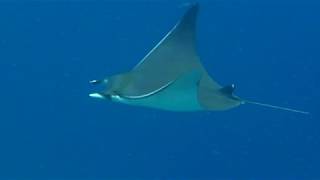 Angsana, Ihuru & Banyan Tree, Vabbinfaru. Male Atoll, Maldives Sept 2019: Large Reef life