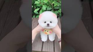 Anjingku lucu banget #Anjing #shorts #dog #shortvideo #yearofyou