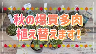 秋の爆買多肉、植え替えます！