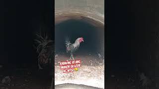 KABAONG NG PATAY MERONG MANOK