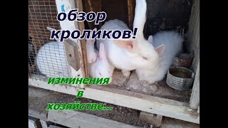 обзор хозяйства, кроликов....