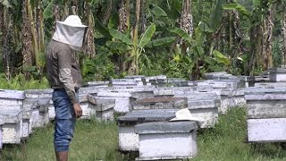 Fabrication de ruche moderne (Résumé)