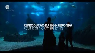 Reprodução da uge-redonda no Oceanário de Lisboa