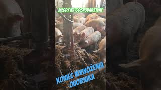 Młody na gospodarstwie - koniec wywożenia obornika 2023