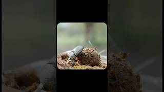 How do dung beetles make dung balls?#WonderfulAnimals #DungBeetle #animals #wildworld #animalworld