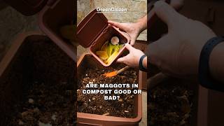 Are Maggots In Compost Good Or Bad?