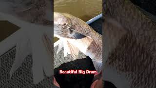 #beautiful #fishing #fish #fishinglife #foryou #viralvideos #fun #shorts #blackdrum #magellan #fyp