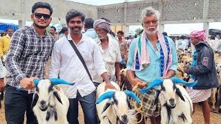 GUDUR Goat & Sheep Market | Friday | Hindi & Tamil | 19.07.2024 | #goat #sheep #breeding #india