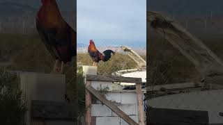 Xavier, The Rooster