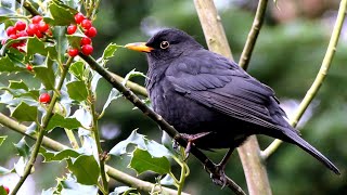 Die Amsel im /Stechpalme/ Ökologisch-Botanischer Garten-Universität Bayreuth."The Natural World"