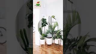 Environmentally friendly living decor idea