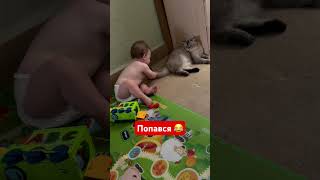 Катя зловила Лимончика 😄 #лимончик #cat #socute #catlover #love #baby #kate&cat #love #catvideos