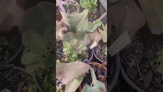 Mudas de Caule nas Suculentas #suculentasdacreusa #suculentasplantas #plantas #shortvideo