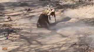 leopard vs Dog fight #animal #wildlife #short