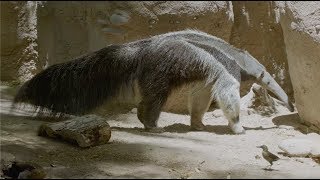 A Day in the Life of Giant Anteaters at Reid Park Zoo