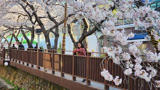 Walk with Mie! Yeojwacheon Stream (여좌천 여좌천-벚꽃명소) Jinhae Cherry Blossom 2023