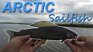 Fishing ARCTIC GRAYLING | Alaska's Dalton Highway