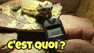 test du reptitemp avec mon uromastyx  acanthurus